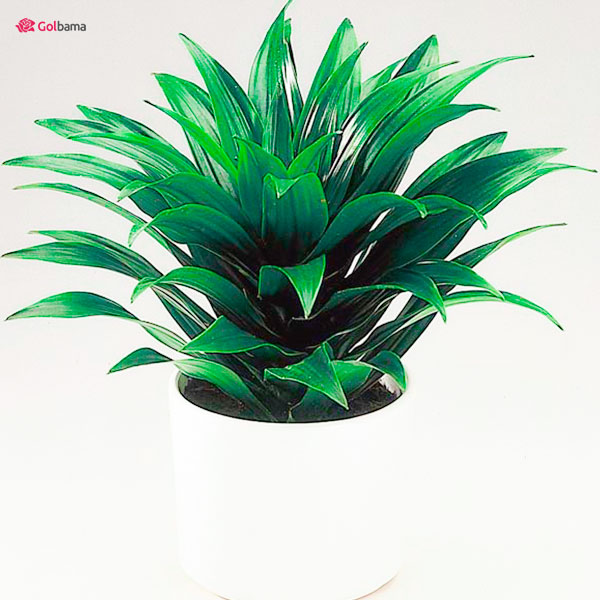 رطوبت دلچسب برای نگهداری از گیاه دراسنا کامپکت