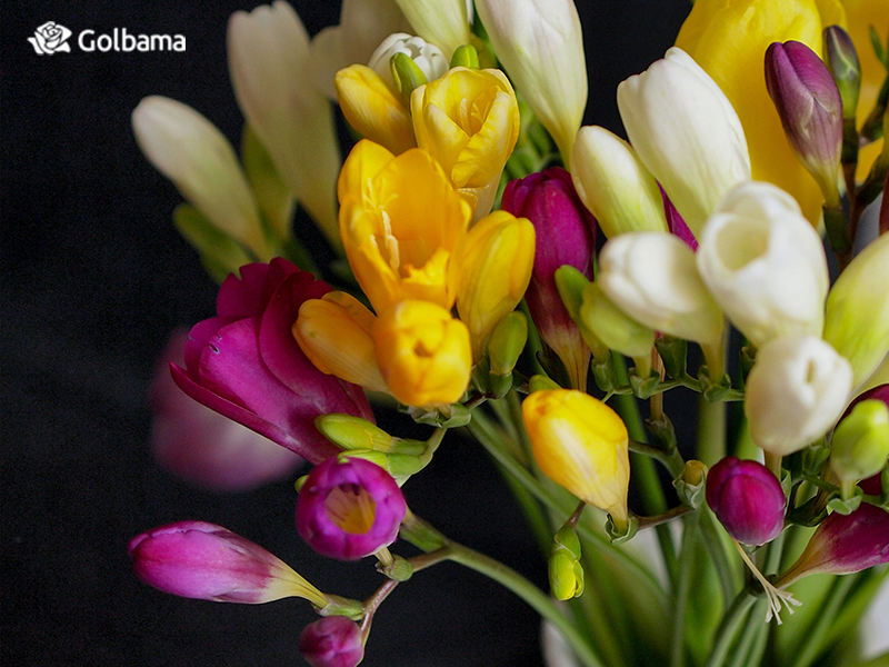 ریشه و تاریخ جالب گل فریزیا