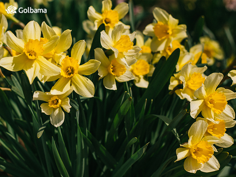 ریشه‌ی نام گل نرگس