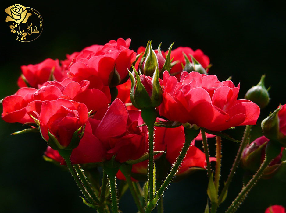 گل رز مینیاتوری گونه‌ای بسیار محبوب و زیبا از گل رز است.
