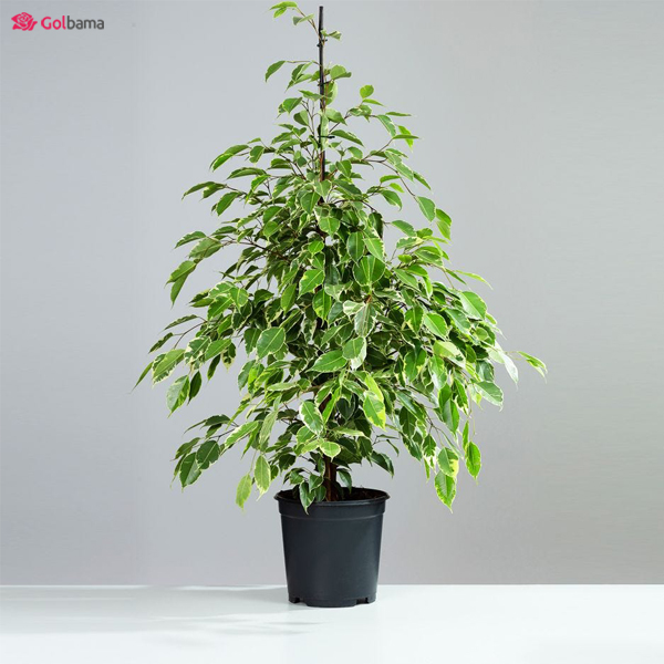 هرس گیاه بنجامین