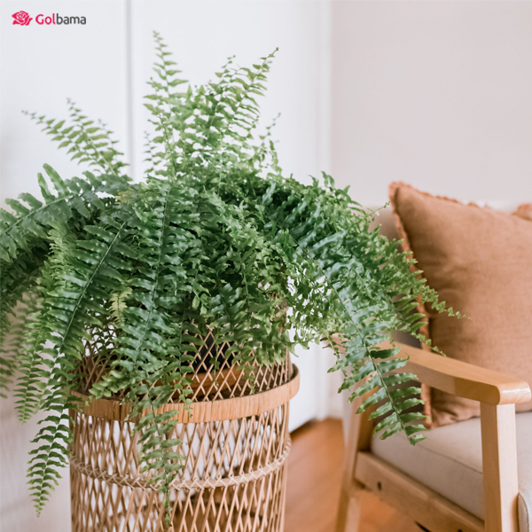 نگهداری از گیاه آپارتمانی سرخس شمشیری