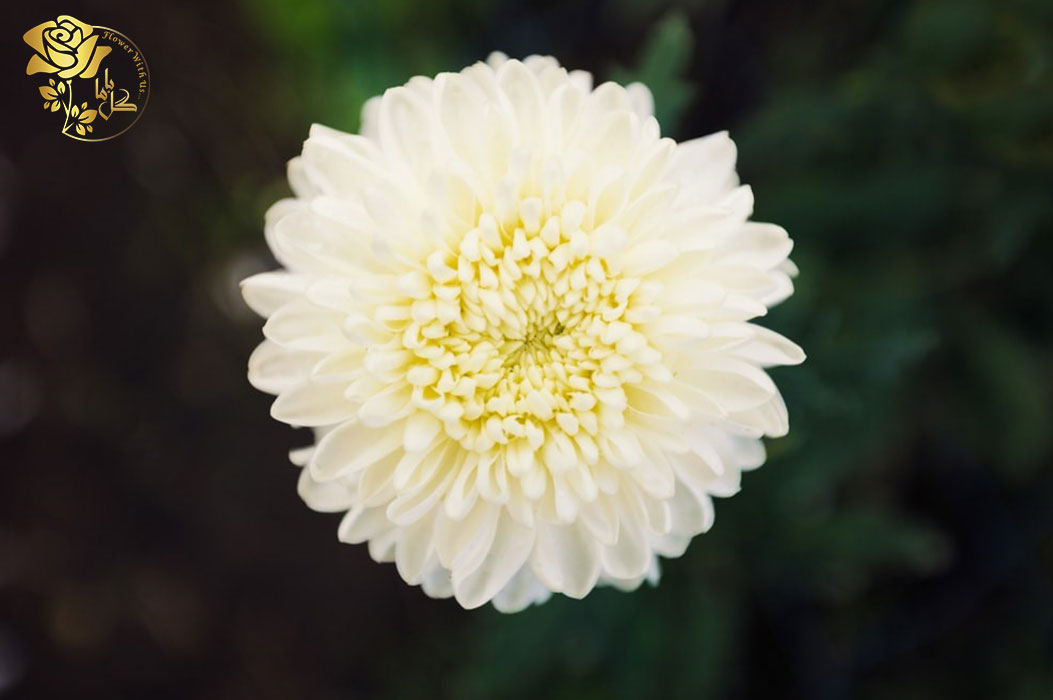 داوودی تک گل(کم پر) به لطف گلبرگ‌های سفید و مرکز زردی که دارد بسیار شبیه به بابونه به نظر می‌رسد.