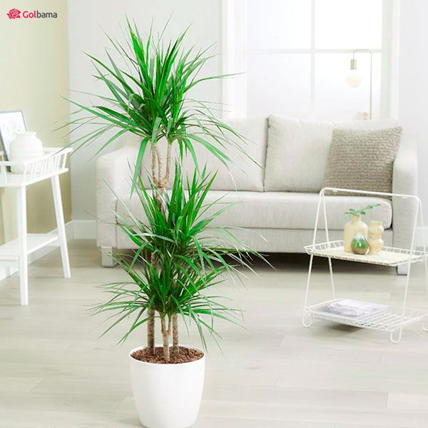 تکثیر گیاه دراسنا‌ پرچمی