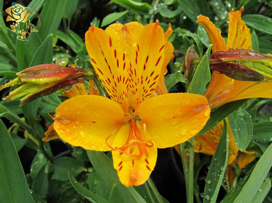 آلسترومریا طلایی از اوایل تا اواسط تابستان غنچه می‌دهد و گلبرگ‌های کوچکی دارد.