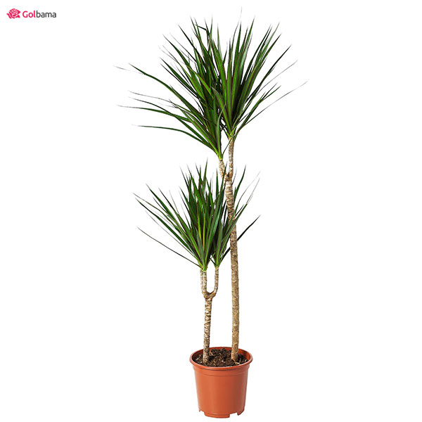 طریقه‌ی هرس کردن گیاه دراسنا پرچمی