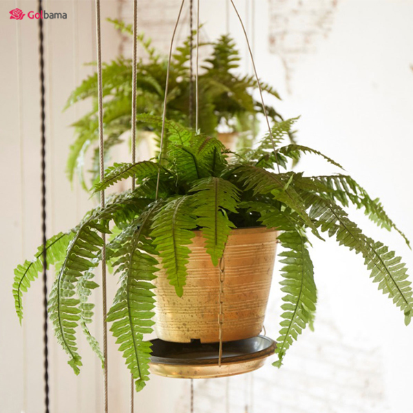 محل مناسب برای قرار دادن سرخس شمشیری