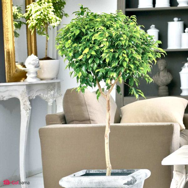 اصول نگهداری از بنجامین در خانه