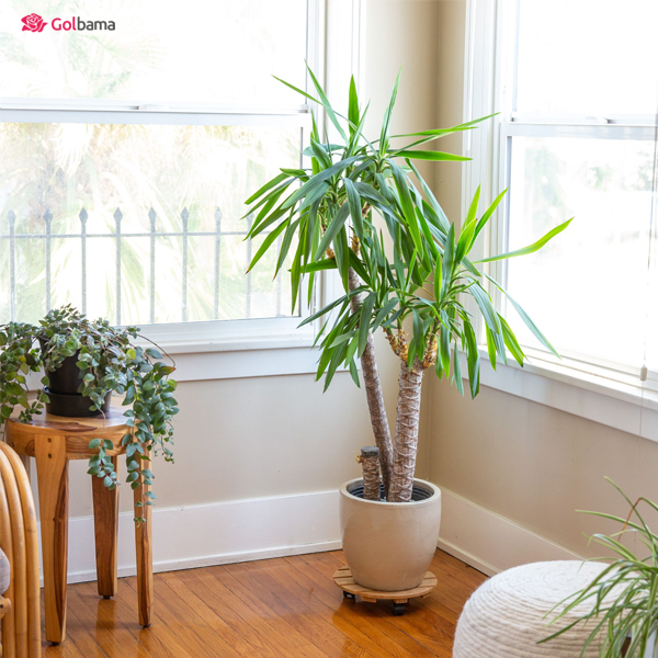 دما و رطوبت مناسب یوکا خنجری