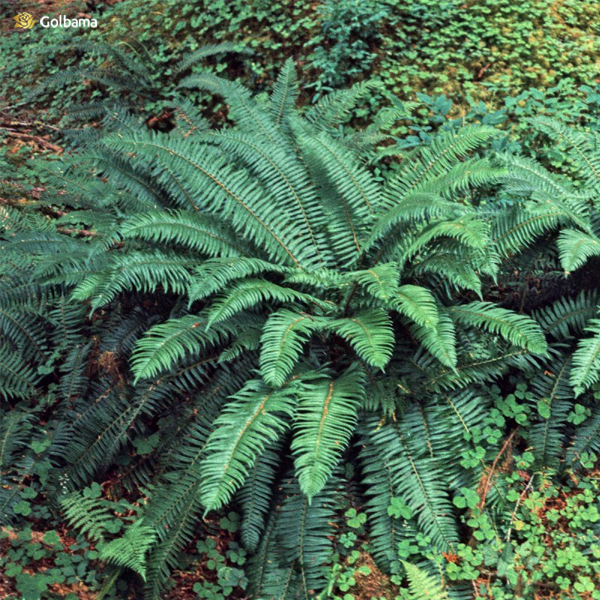 رطوبت مورد نیاز سرخس