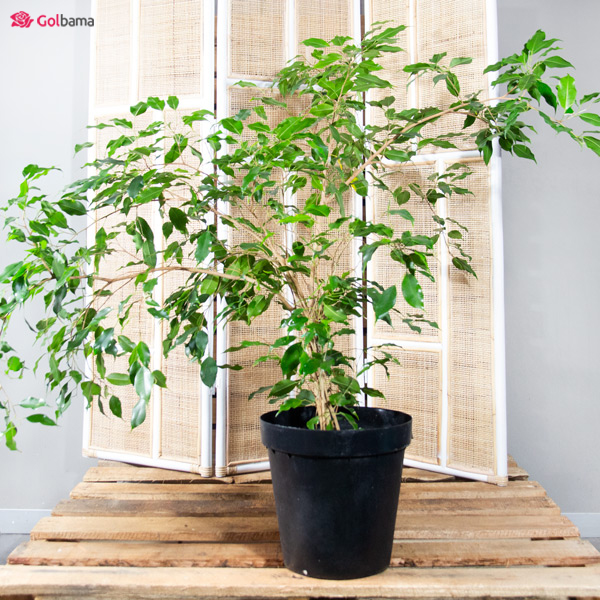 نور مناسب گیاه فیکوس بنجامین