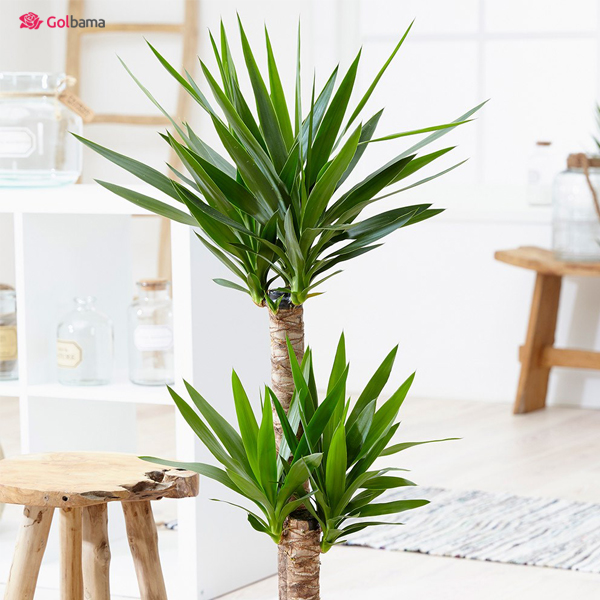 کوددهی به یوکا