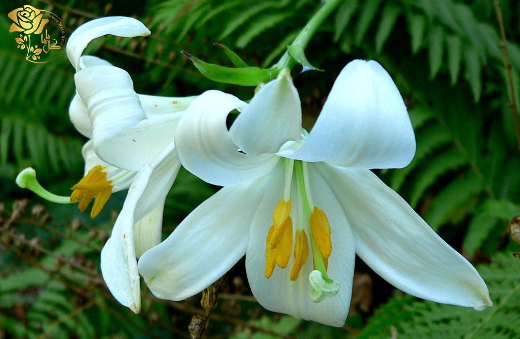 گل لیلیوم ایستر عید پاک