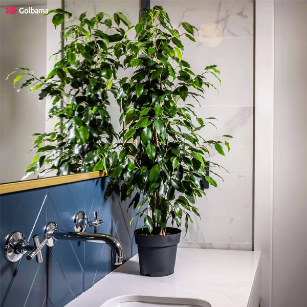 دما و رطوبت مناسب گیاه بنجامین