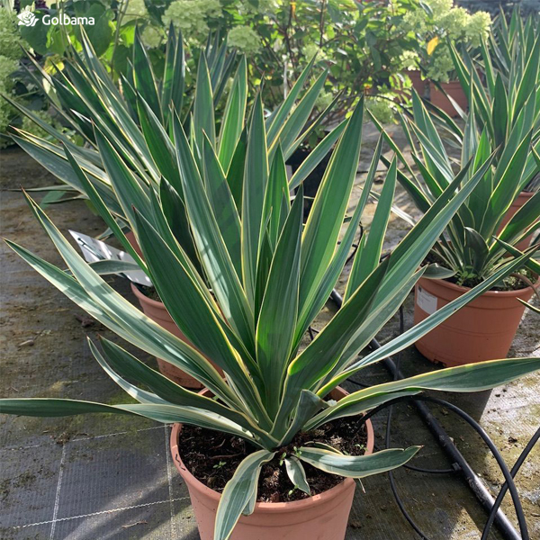 تکثیر گیاه یوکا