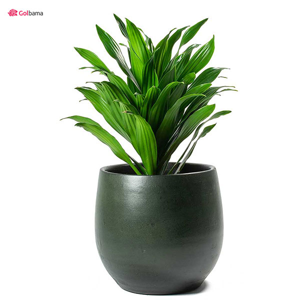 زمان تعویض گلدان گیاه دراسنا کامپکت