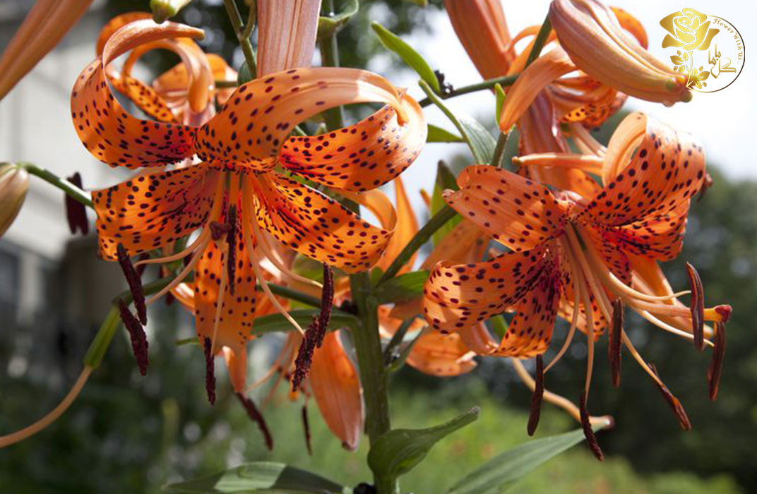 گل لیلیوم زنبور کوچک