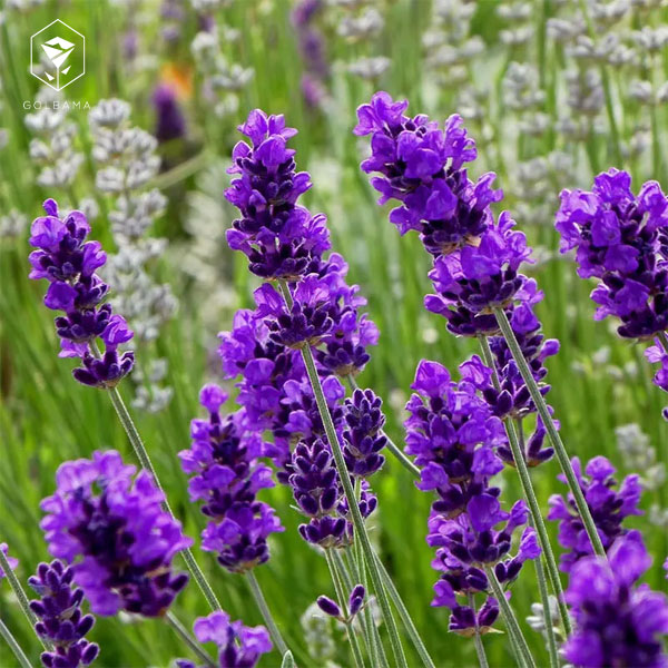 گل لوندر (Lavender)