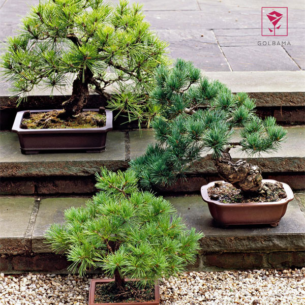 منظور از درخت یا گل بونسای چیست؟