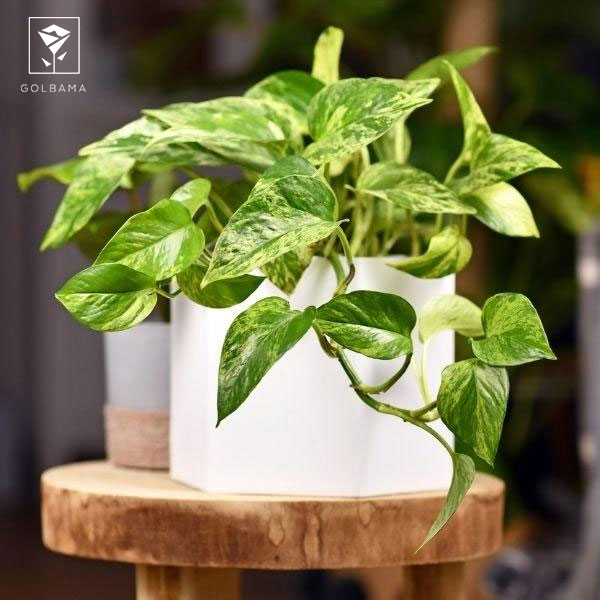 همه چیز در مورد گل پتوس و انواع آن