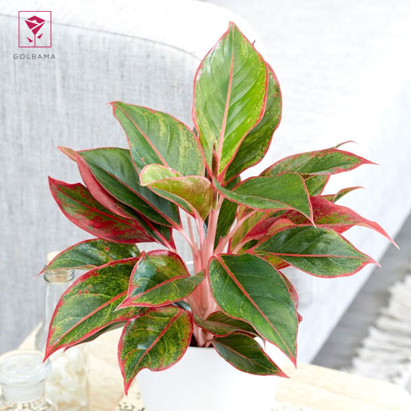 گیاه آگلونما 