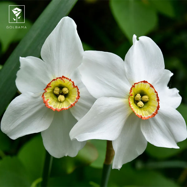 با گل نرگس آشنا شوید