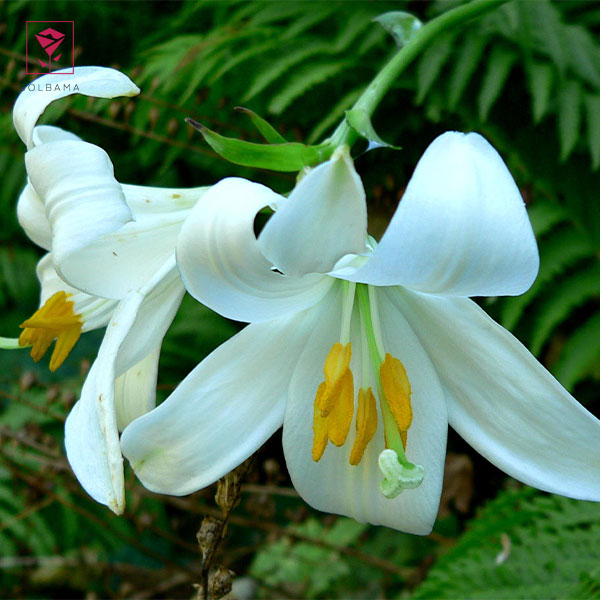 گل لیلیوم ملقب به گل سوسن