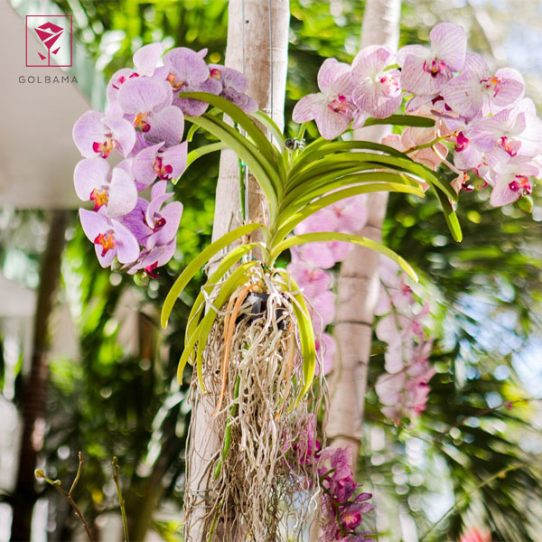 قیمت گل ارکیده، یک گل تشریفاتی