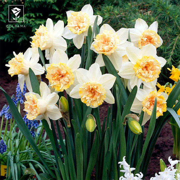 نرگس پتی فور