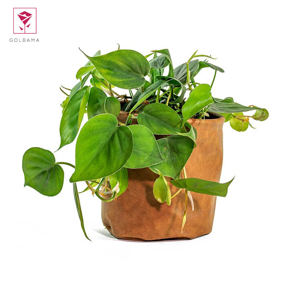 اسکاندیس مینیاتوری