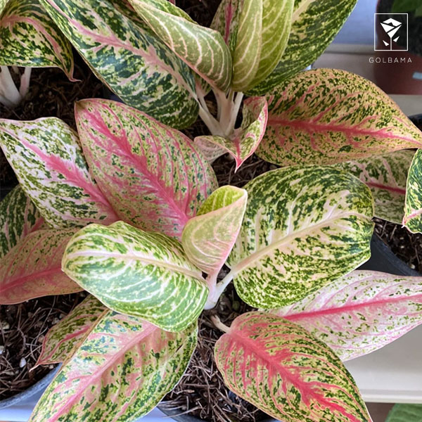 شرایط نگهداری گیاه آگلونما