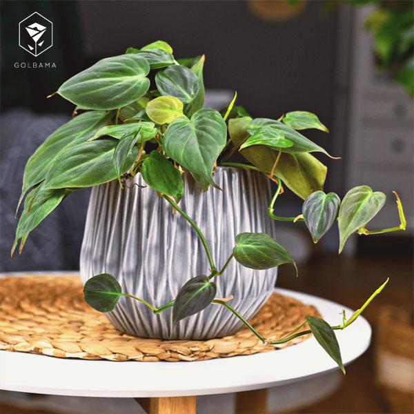 پرورش گل آپارتمانی