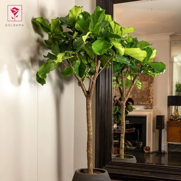 فیکوس لیراتا تکثیر