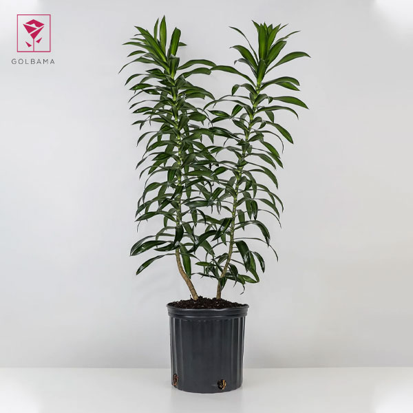 دراسنا رفلکسا چیست؟