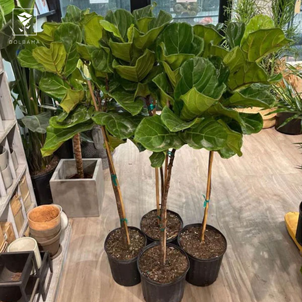 لیراتا نگهداری: چه گلدانی برای لیراتا مناسب است؟