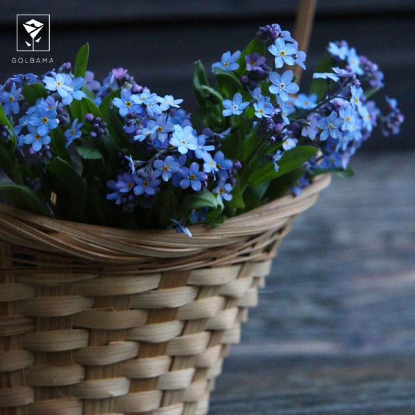 اسم گل سفید برای تسلیت: گل فراموشم مکن