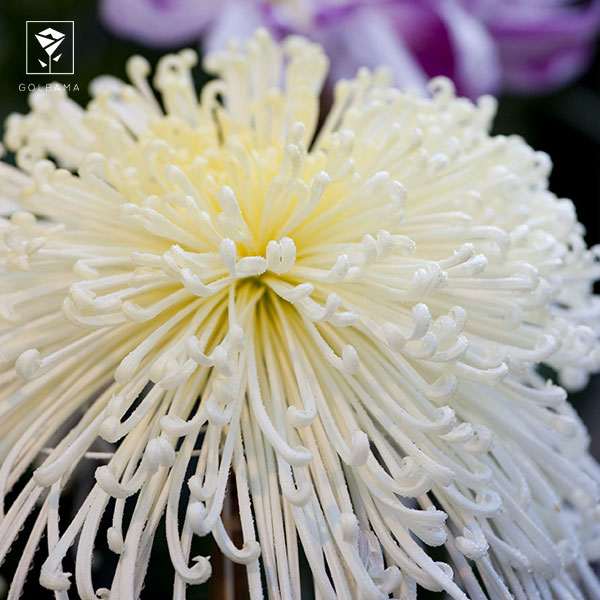 گل داوودی قلم‌مویی