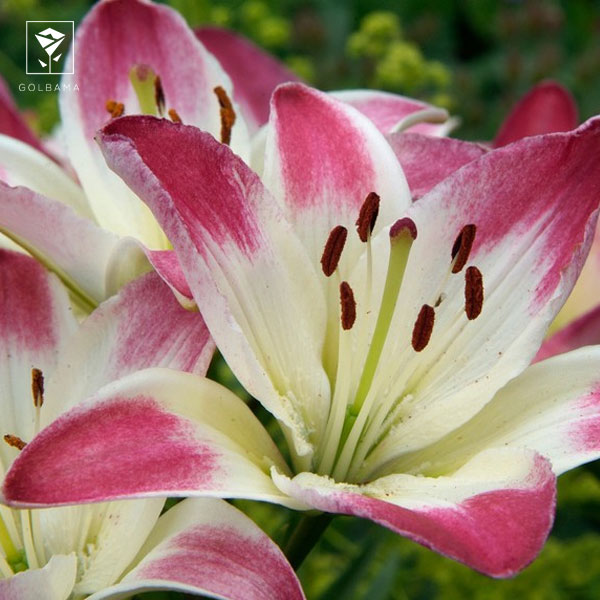 گل لیلیوم لالی پاپ