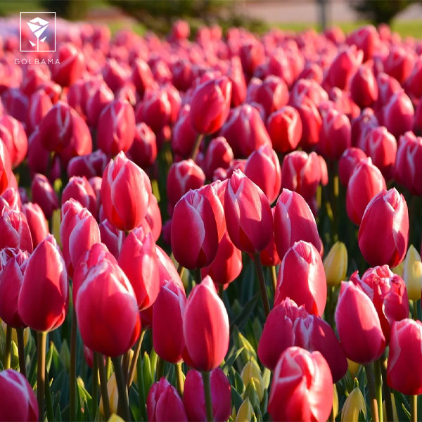 گل لاله نماد چیست؟