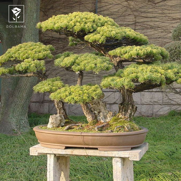 محل نگهداری بن سای آپارتمانی