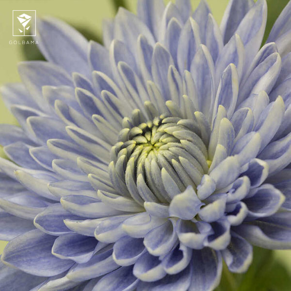 عمر گل داوودی