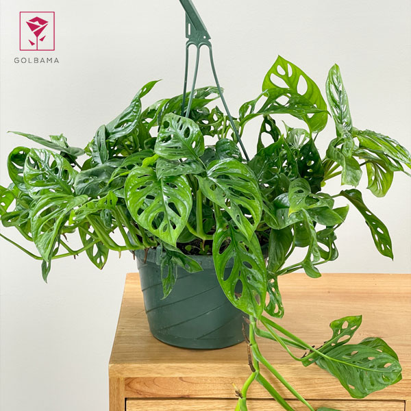 گل پتوس حصیری (monstera adansonii)