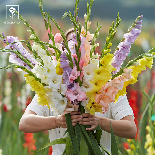 اسم گل سفید برای تسلیت: گل‌های گلادیول