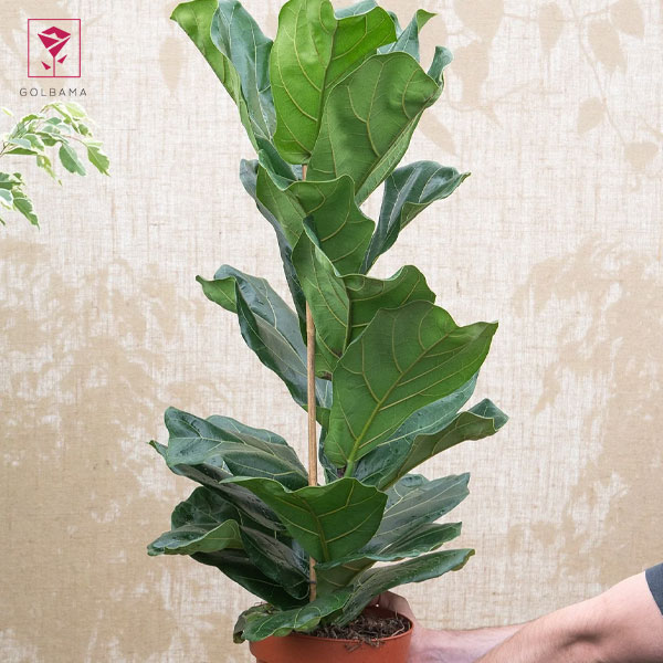 کود فیکوس لیراتا