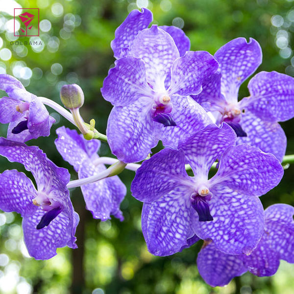 ارکیده وندا (VANDA)