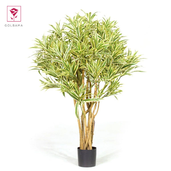 نحوه تکثیر دراسنا رفلکسا