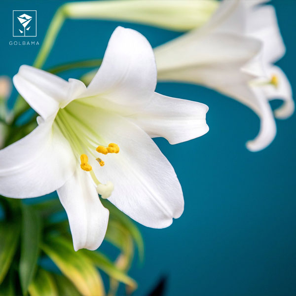 گل لیلیوم ایستر