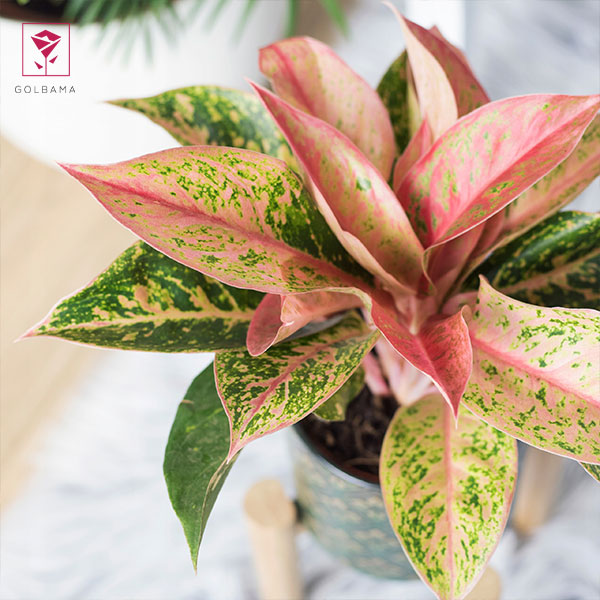  آبیاری آگلونما