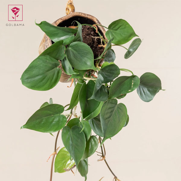 نحوه نگهداری اسکاندیس