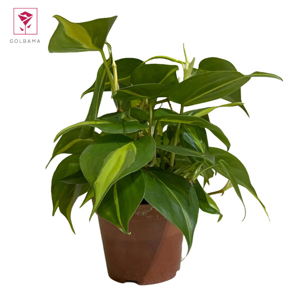 چه میزان نوری برای نگهداری اسکاندیس لازم است؟